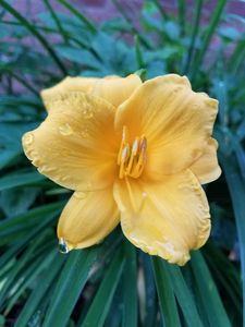 Dew-Covered Yellow Flower
