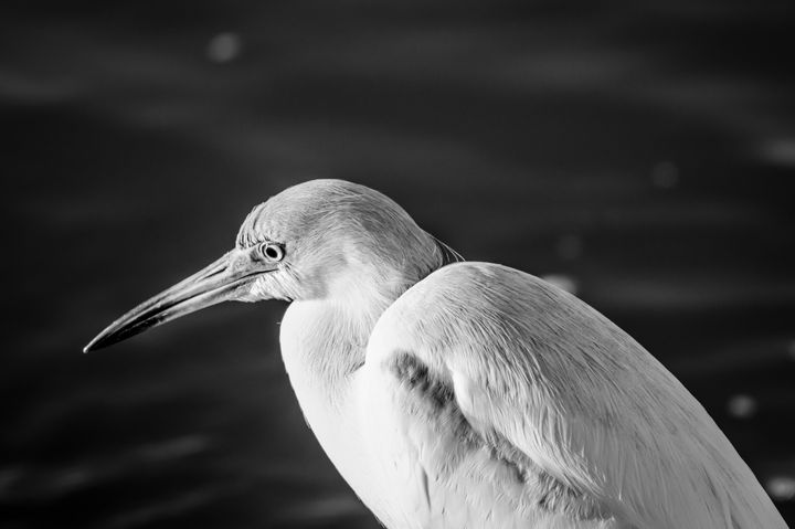 Little Blue Heron 1 BW - ccgrin - Photography, Animals, Birds, & Fish ...