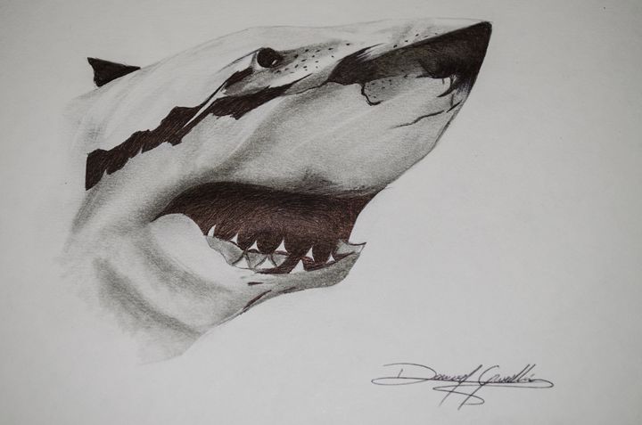Great White  Smiley  Marine Life pencil drawing w011