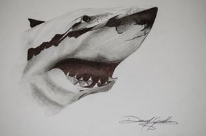 Pencil Shark