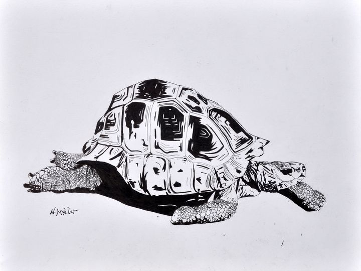 One single line drawing of big land tortoise... - Stock Illustration  [67582008] - PIXTA
