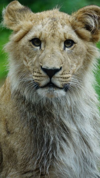 Lion cub portrait - Kristiane H Kristiansen - Photography, Animals