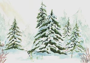 Winter Fir Trees
