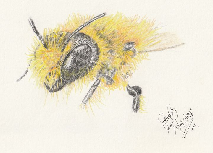 How to paint a hairy black & yellow honey bee - Nature Studio