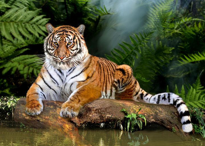 JUNGLE TIGER - HOLBROOK ART PRODUCTIONS - Digital Art, Animals, Birds, &  Fish, Wild Cats, Tigers - ArtPal