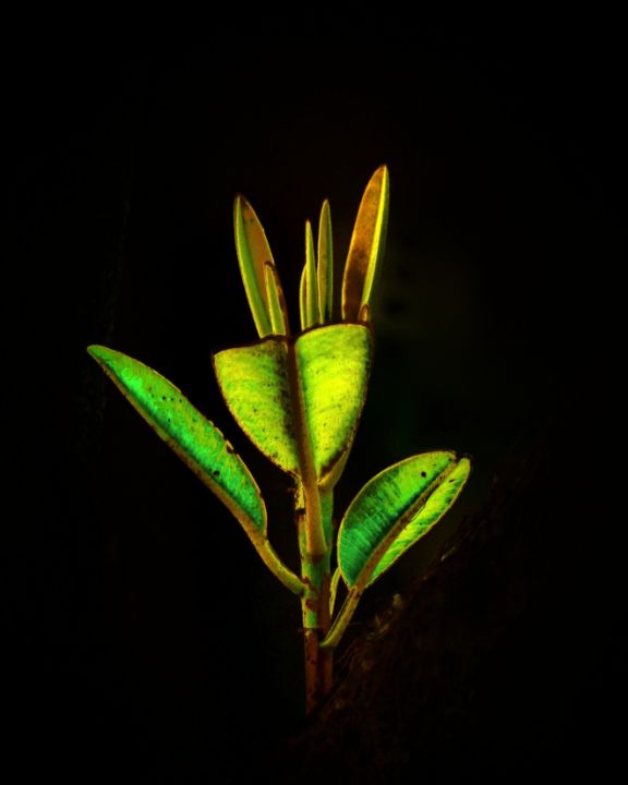 Green leaves shining - Stella Clavisque