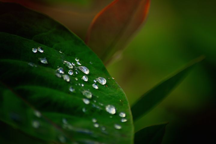 Water droplets on leaf - Stella Clavisque