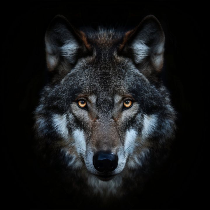 The Wolf's Essence - Imagine Art - Digital Art, Animals, Birds, & Fish ...