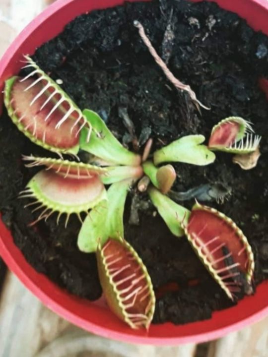 Venus fly traps The creations of a creation Photography, Flowers