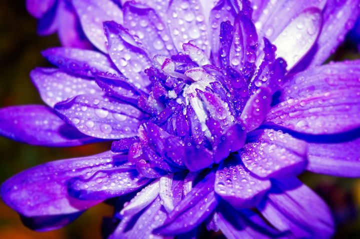 Purple one #2 - Arnaud Photography