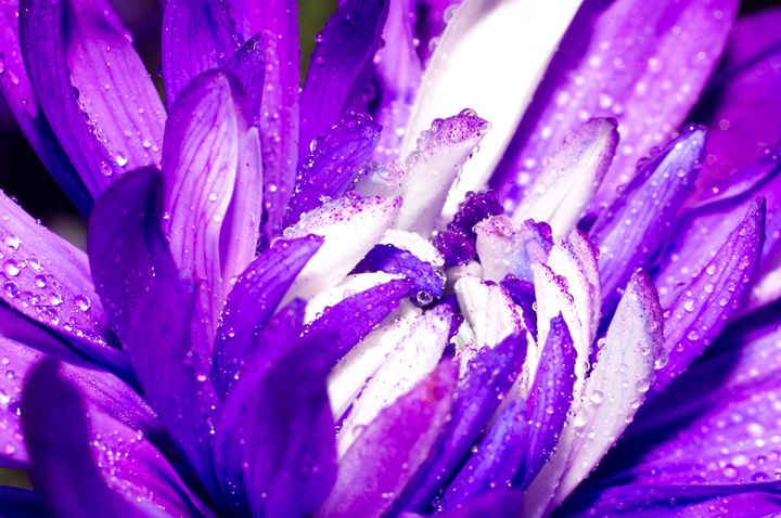 Purple one - Arnaud Photography