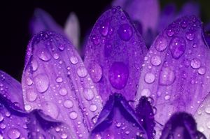 Purple one #5