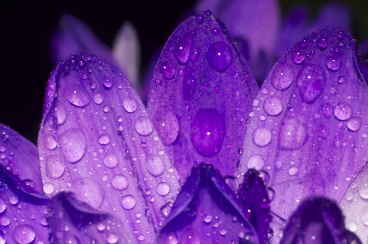 Purple one #5 - Arnaud Photography