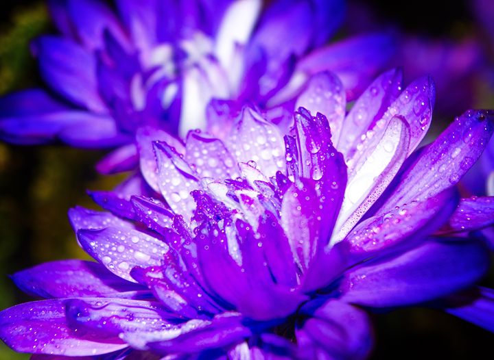 Purple one #3 - Arnaud Photography