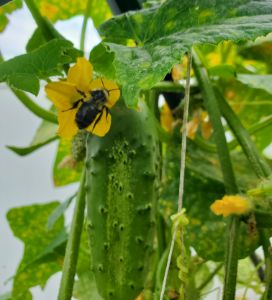 Bee wants a cucumber
