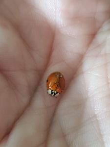 Baby Lady Bug