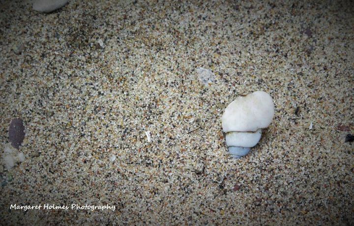 Shell On A Beach - Fly High Photography