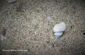 Shell On A Beach