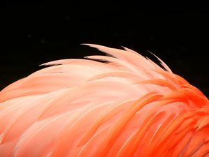 Flamingo Feathers