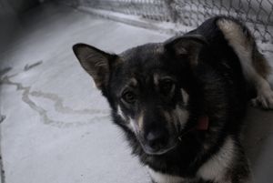 Homeless Dog