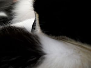 Sleeping Cat