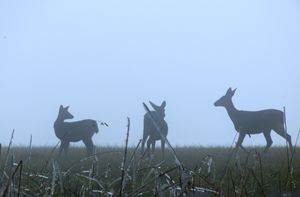 Winter Deer