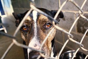 Shelter Dog