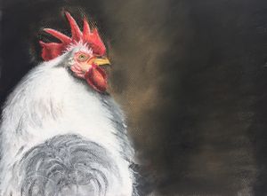 Chicken in spotlight
