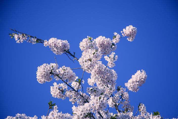 Cherry Blossoms - iHateFabian