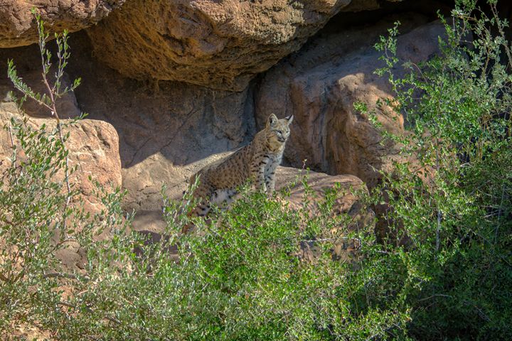 Bobcat Point (0880) - Pause4Prints - Photography, Animals, Birds ...