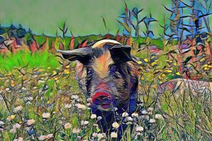 Pig in Wild Flower Meadow