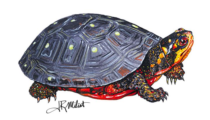 Spotted Turtle NFTs for a Cause - Gallery Hope The Art of Loving Kindness