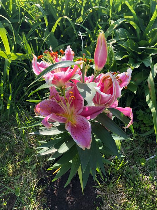Lilium 'Stargazer' Parable Of Lilies - Gallery Hope The Art of Loving Kindness