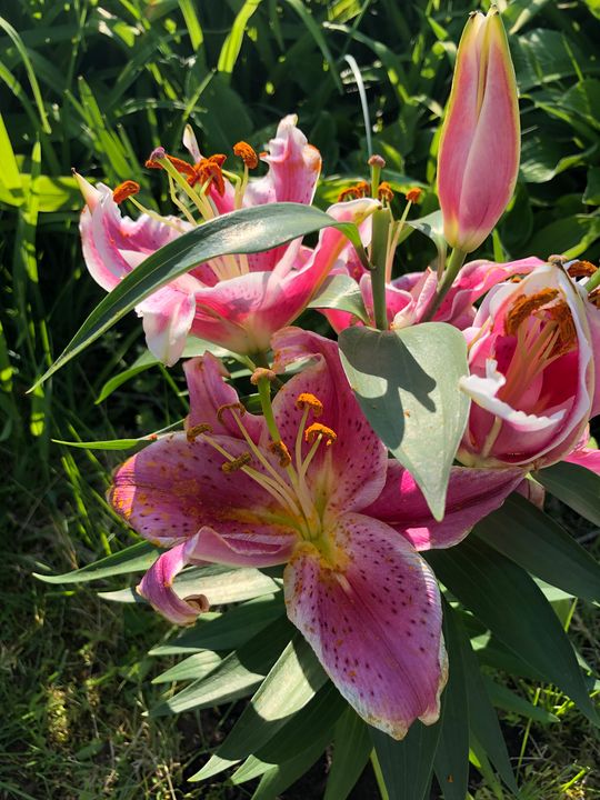 Lily Stargazer Flower - Gallery Hope The Art of Loving Kindness