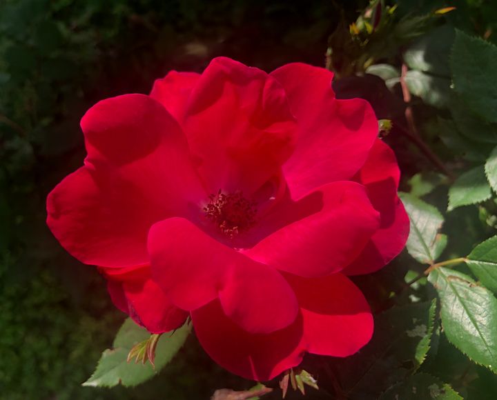 Red American Beauty Rose - Gallery Hope The Art of Loving Kindness