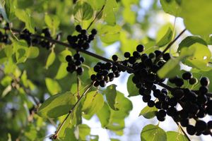 berries