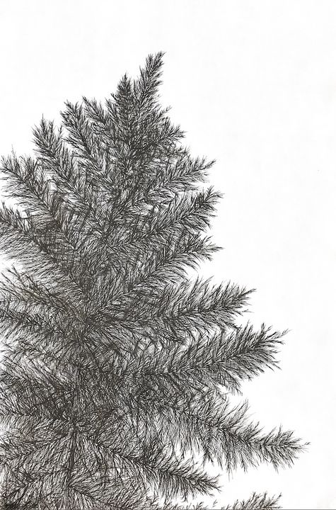 Clip Art Pine Tree Drawing At Clker Com Vector Online  Pine Trees Ink  Drawing Transparent PNG  318x595  Free Download on NicePNG