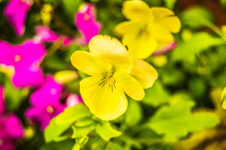 Yellow Pansy - MJDs Photography
