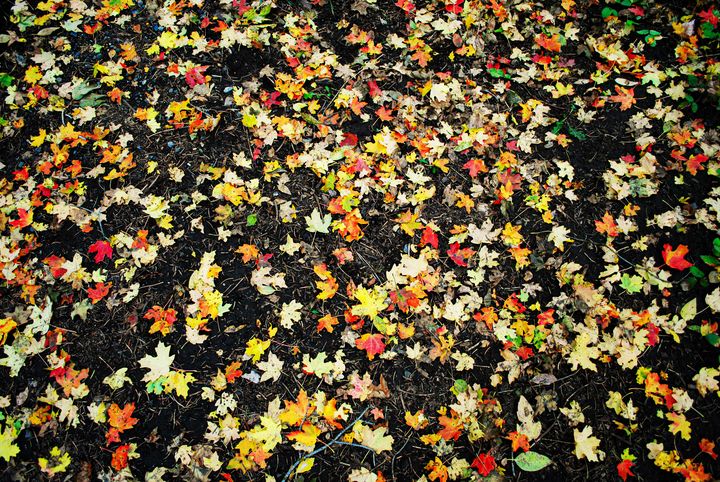 Autumn Leaves - James Gifford