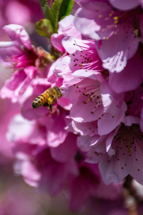 Pollinating Peach Blossoms (ii) - James Gifford