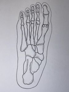 Foot Bones - Gabbi's Drawings