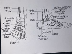 Labeled Bones in the Foot and Ankle - Gabbi's Drawings
