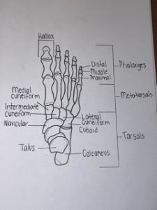 Labeled Foot Bones - Gabbi's Drawings