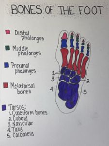 Diagram of Bones in the Foot - Gabbi's Drawings