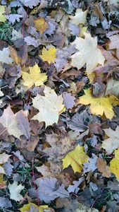 Autumn leaves in England - Tony Walling Creative Arts