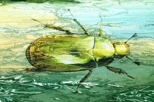 \golden Scarab beetle swimming - Tony Walling Creative Arts