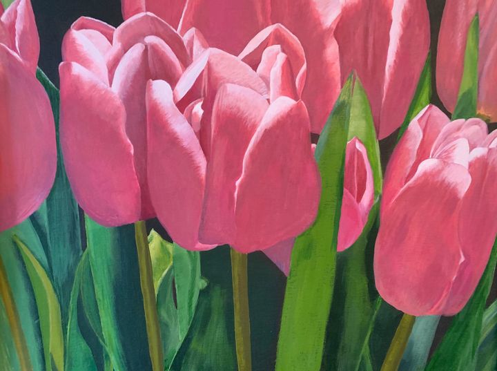 pink tulips - serene
