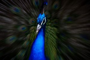 3D Peacock