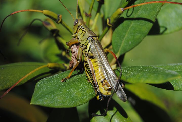 Green Grasshopper - Bex Plus