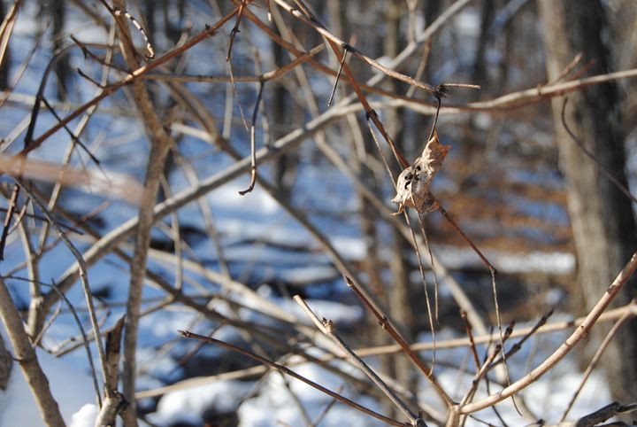 Snowy Branches - Bex Plus
